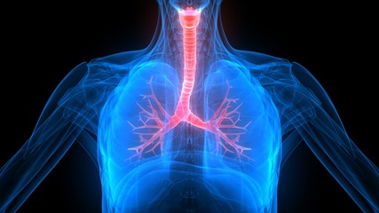 Lungs a Part of Human Respiratory System Anatomy X-ray 3D rendering