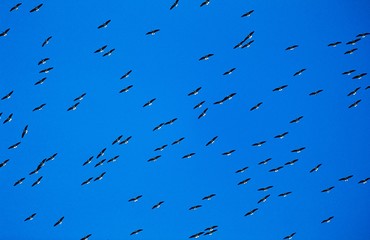 Flock of migrating birds