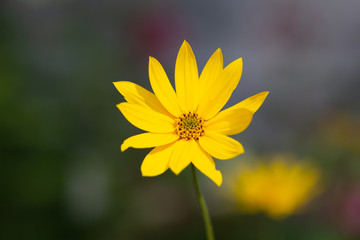 Woodland sunflower or Helianthus divaricatus in flower bed