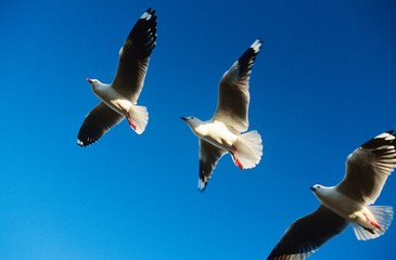 Three birds flying in a row