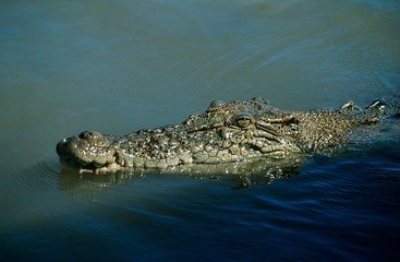 Australian Saltwater Crocodile in water