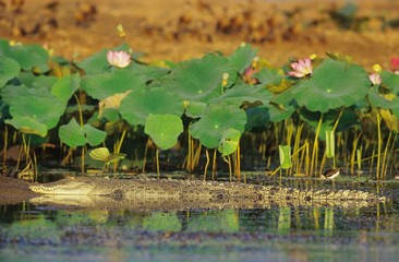 Australian Saltwater Crocodile in swamp