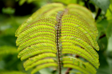 green leaf of fern