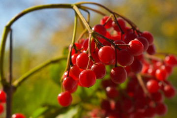 red berries of viburnum on a branch