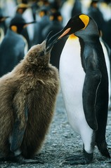 Penguin feeding chick