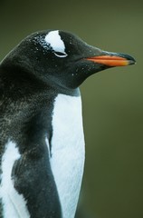 Naklejka premium Penguin close-up