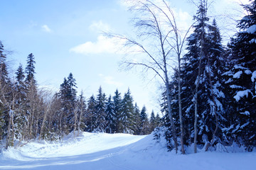 winter landscape with trees