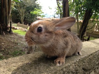 Hybrid Rabbit