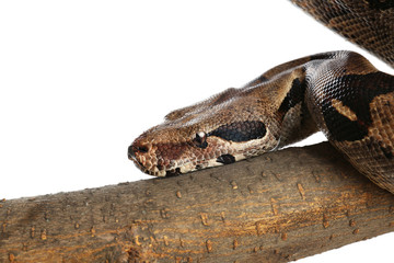 Brown boa constrictor on tree branch against white background