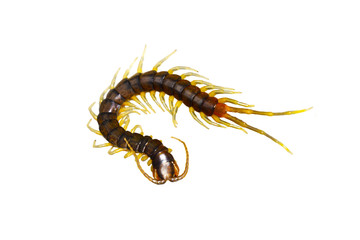 centipede (Scolopendra sp.) centipede with brown color isolated on white background
