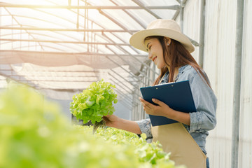 Asian farmer woman holding raw vegetable salad for check quality in hydroponic farm system in greenhouse. Concept of Organic foods