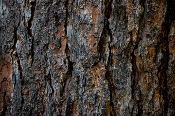 Fototapeta premium The texture of the bark of a tree. Background image of macro photo of bark with mold
