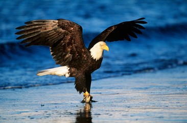 Bald Eagle catching fish in river