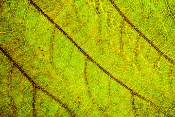 Obraz premium Background image of a leaf of a tree close up. A green leaf of a tree is a big magnification. Macro shooting.