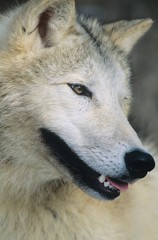 Wolf close-up of head