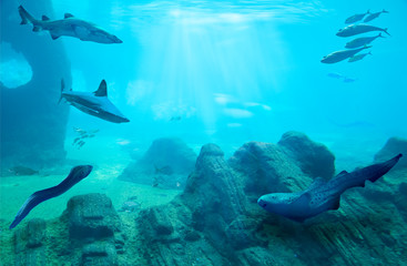 Fototapeta na wymiar Ocean underwater with marine animals. Rocky seabed. Hunting sharks. Ecosystem. Life in tropical waters. 