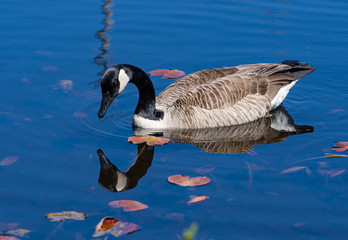 Canada Goose Reflection