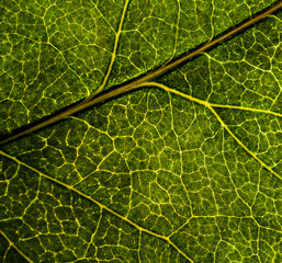 Background image of a leaf of a tree close up. A green leaf of a tree is a big magnification. Macro shooting.