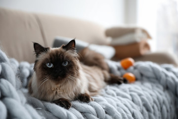 Cute Balinese cat on sofa at home. Fluffy pet
