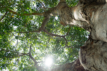 tree trunk from below and sunlight