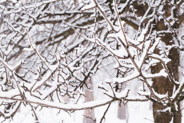 Tree branches covered with snow in the park