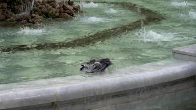Pigeon bathes in the fountain on a summer sunny day