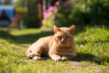 A beautiful, striped, ginger cat lies basking in the sun