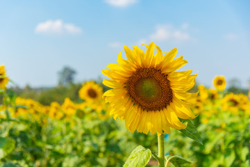Obraz premium Sunflower in the sunflower field with blue sky
