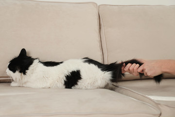 Woman beating cat at home, closeup of hands. Domestic violence against pets