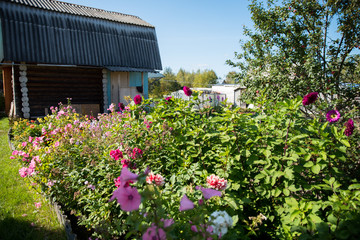 Green garden in the country house