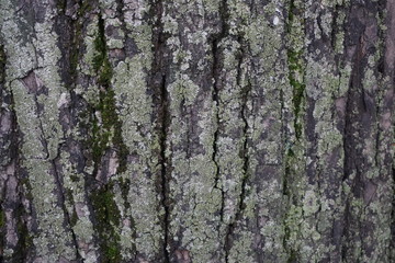 bark of a tree