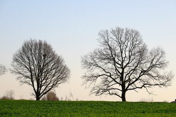 Zwei laubfreie Bäume auf einem Feld im Gegenlicht