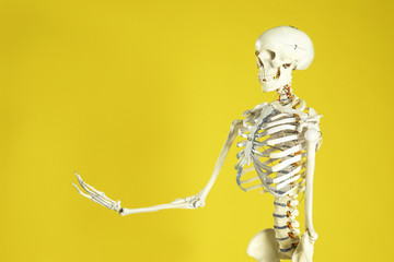 Artificial human skeleton model on yellow background. Space for text