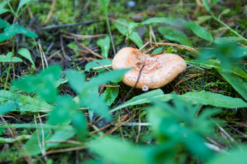 Mushrooms growing in the autumn in the forest