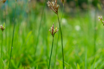 Naturally born nutgrass