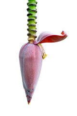 banana blossom isolated on white background. (with Clipping Path Selection)