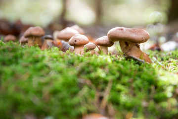 Mushrooms growing in the autumn in the forest