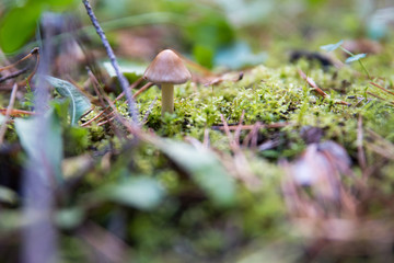 Mushrooms growing in the autumn in the forest