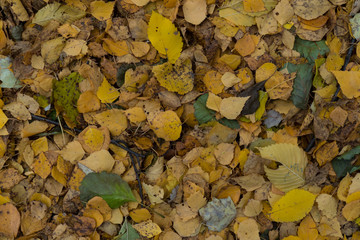 Graphic resources abstract textured walkway background in autumn foliage park