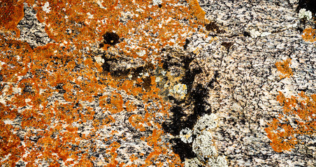 The texture of the stone overgrown with moss. Background image of a boulder