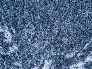 Aerial from top of snowy mountain pines in the middle of the winter