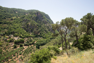 Fototapeta na wymiar Cultivation of fruit trees in the Valley of Qozhaya. Valley of Qadisha, Lebanon - June, 2019
