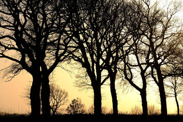 B&auml;ume in der Abendd&auml;mmerung