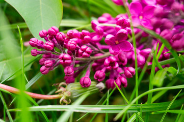 pink flowers in the garden