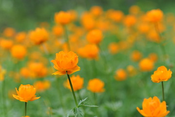 flower, nature, red, poppy, summer, spring, field, flowers, garden, yellow, orange, green, meadow, plant, bloom, flora, marigold, blossom, beauty, poppies, tulip, floral, beautiful, petal, petals
