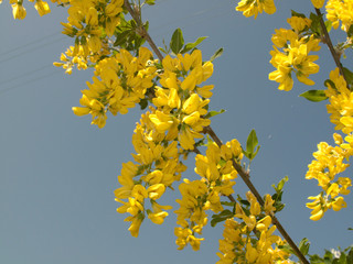 Laburnum anagyroides