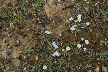 The texture of fine stone on the ground with grass and flowers. Background Image Macro Photography