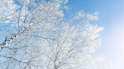  Trees are covered with hoarfrost against the blue sky