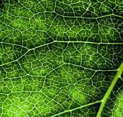 Background image of a leaf of a tree close up. A green leaf of a tree is a big magnification. Macro shooting.