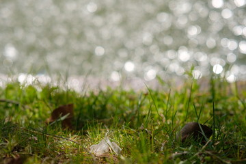 Green grass and flowers for text background 